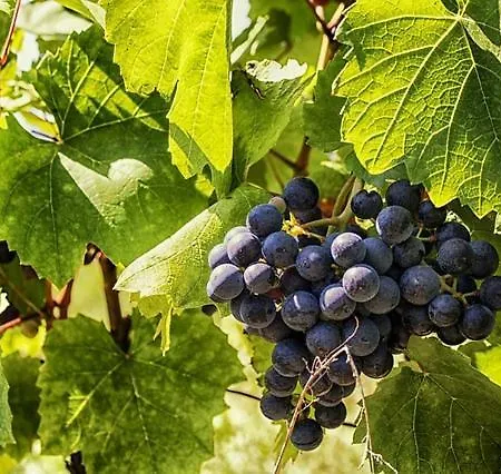 Rosenberg ゲストハウス 3*